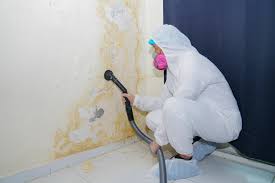 Mold Odor Removal Services in Eagan, MN